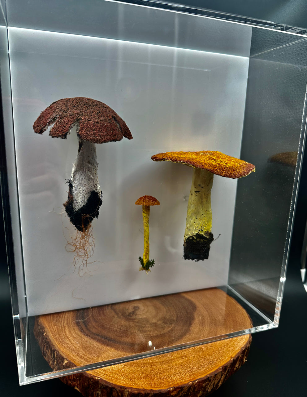 Fungi of New Zealand #2 3D Thread Sculpture.
