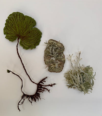 NZ Kidney Fern and Lichens 3D Thread Sculpture.