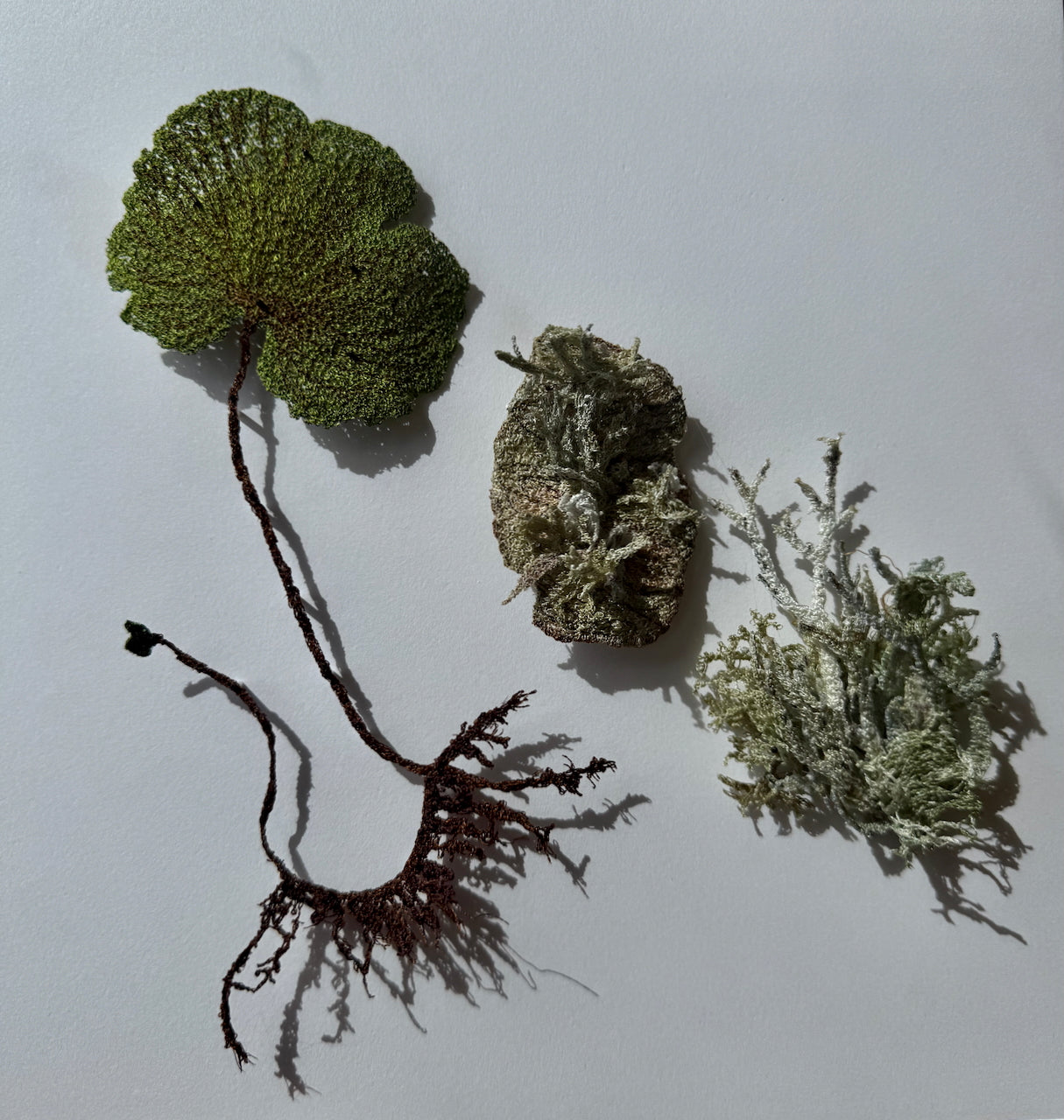 NZ Kidney Fern and Lichens 3D Thread Sculpture.