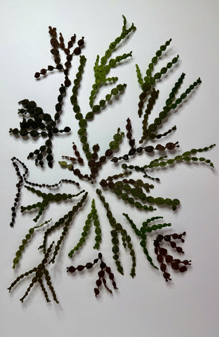 Neptune's necklace seaweed 3D Thread Sculpture.