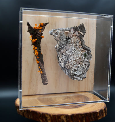 Orange pore fungi and lichen 3D Thread Sculpture.