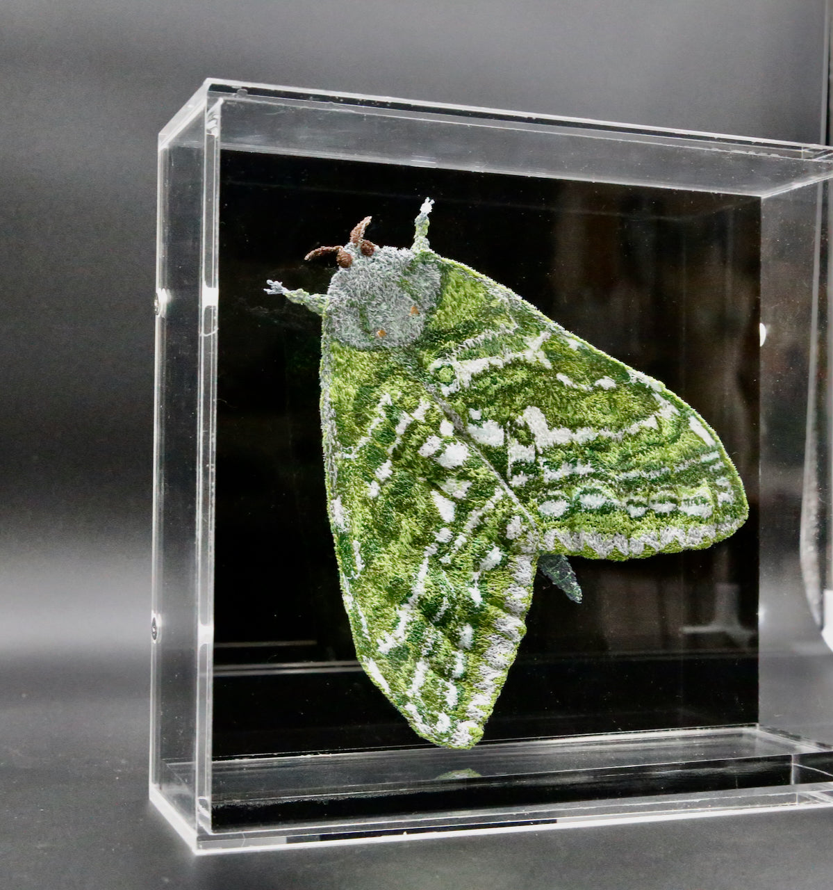 NZ Puriri Moth 3D sculpture. (male)