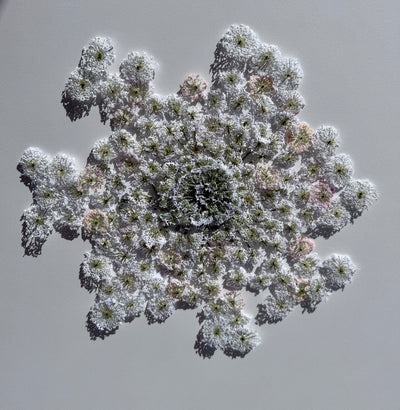 Queen Anne's lace #4. 3D Thread Sculpture.