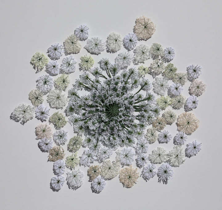 Queen Anne's lace #5. 3D Thread Sculpture.