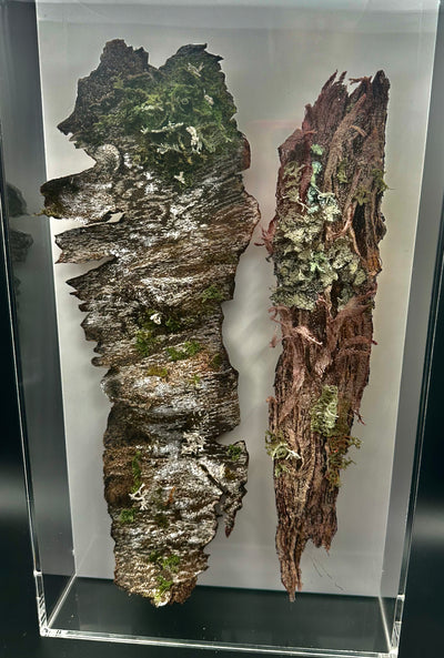 Silver birch and Kanuka tree bark 3D sculpture.