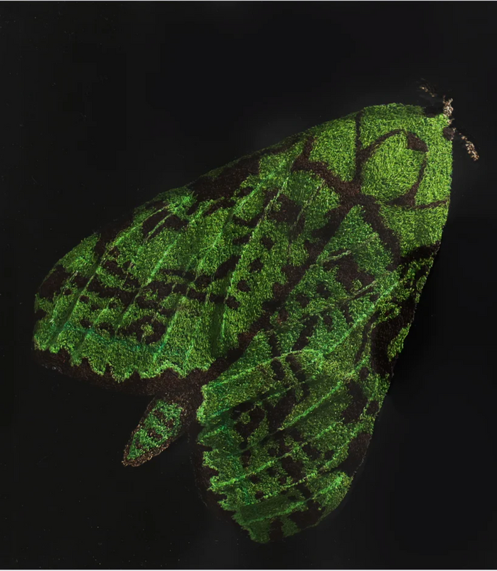 Puriri Moth 3D Thread Sculpture #1.