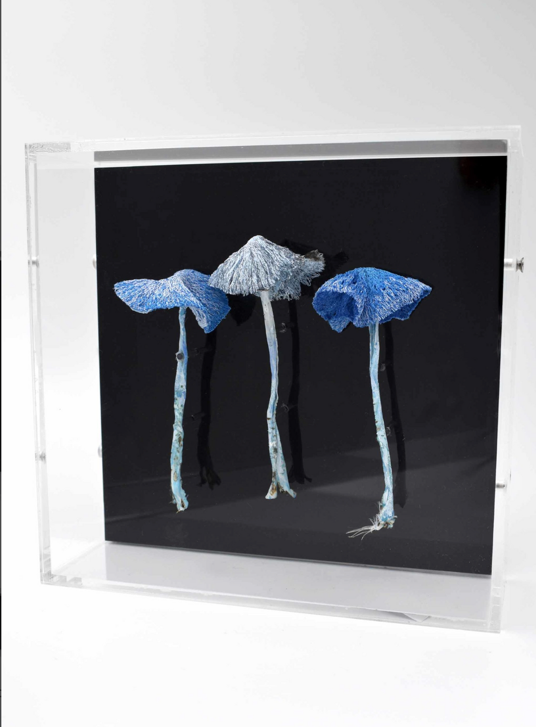 Werewere Kokako Fungi 3D Thread Sculpture #4.