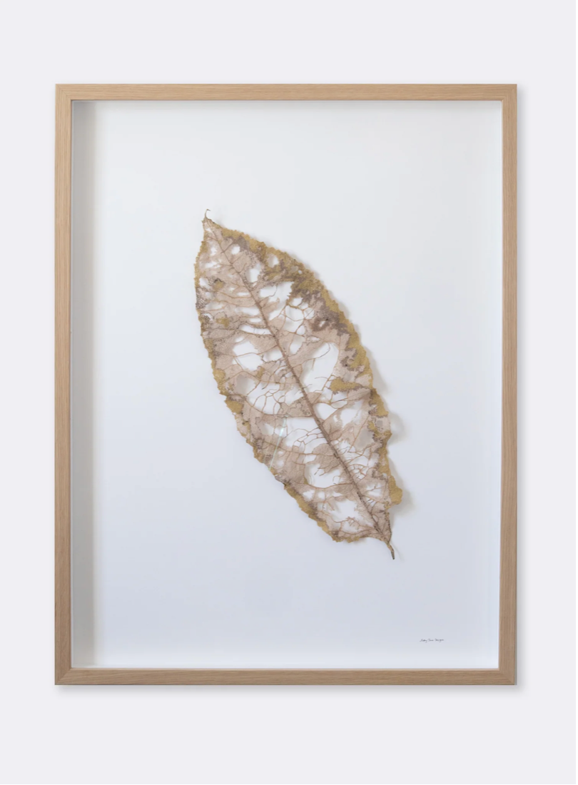 Large Māhoe Leaf skeleton. 3D Thread Sculpture #2.