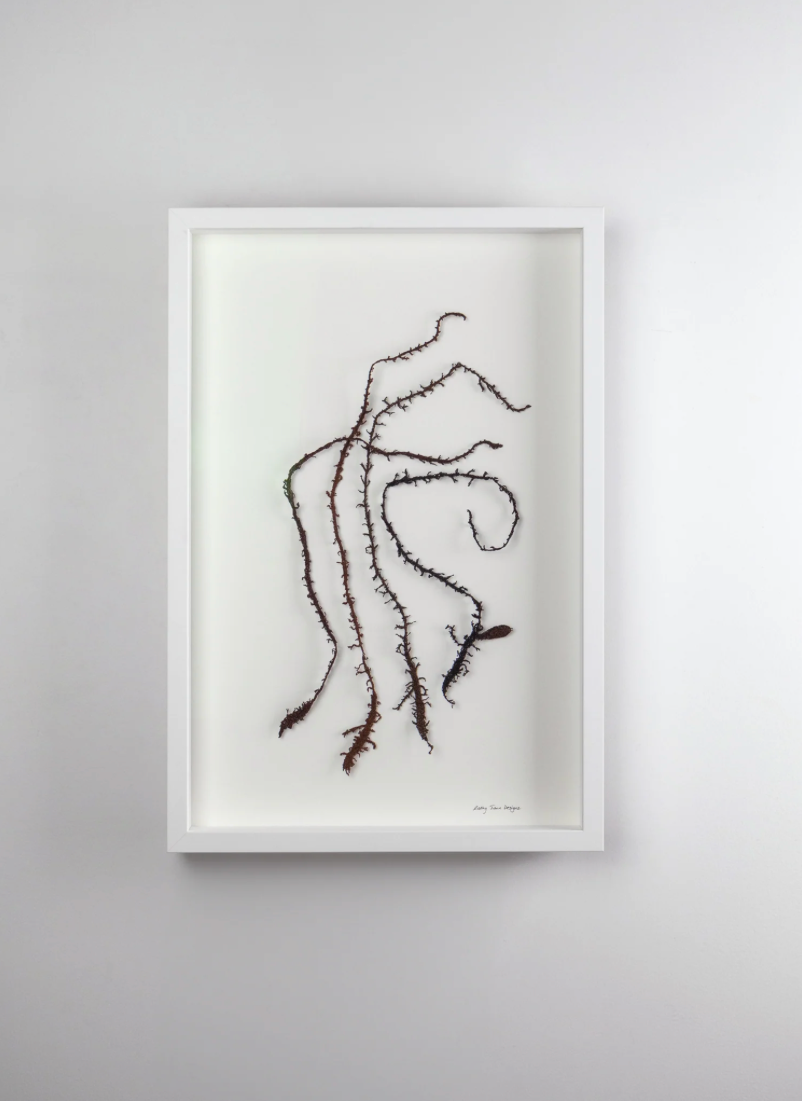 New Zealand seaweed Tango 3D Thread Sculpture.