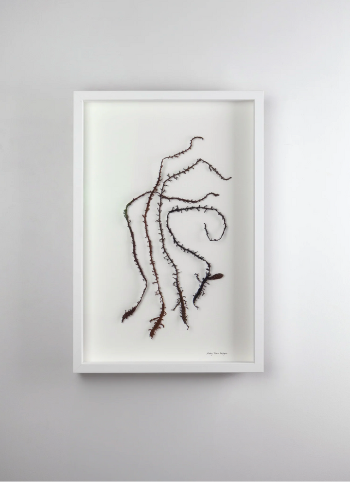 New Zealand seaweed Tango 3D Thread Sculpture.