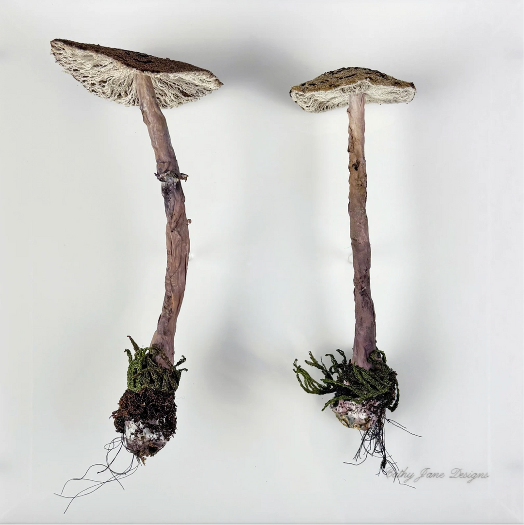 Graceful Parasol fungi of New Zealand 3D Thread Sculpture.