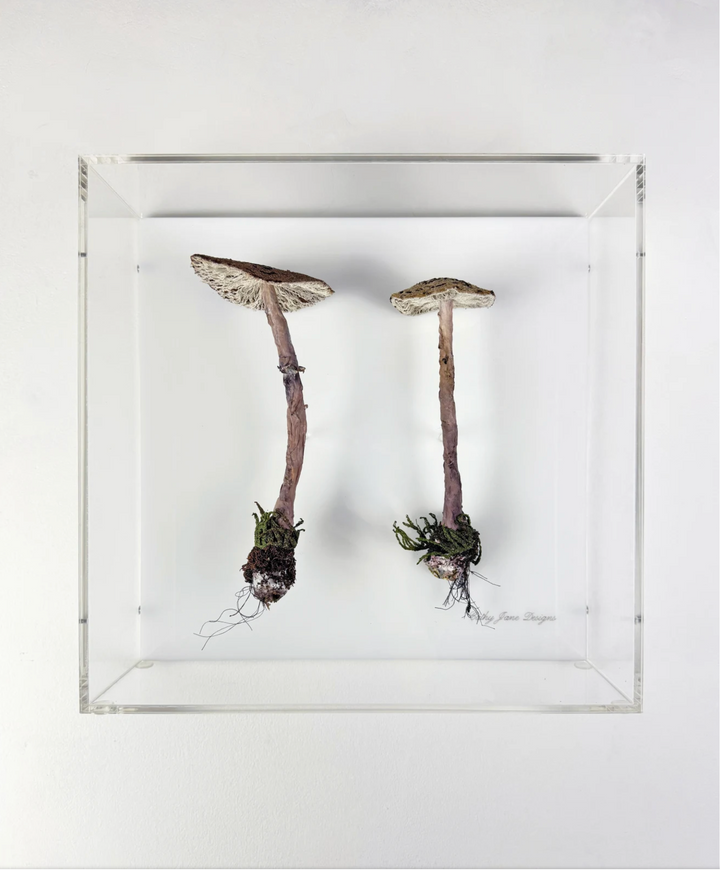 Graceful Parasol fungi of New Zealand 3D Thread Sculpture.