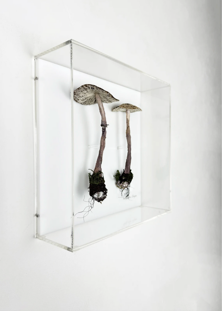 Graceful Parasol fungi of New Zealand 3D Thread Sculpture.