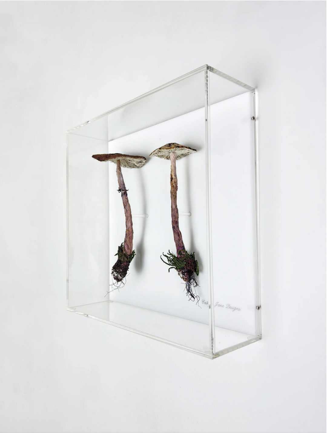 Graceful Parasol fungi of New Zealand 3D Thread Sculpture.