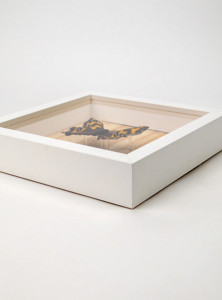 Forest Ringlet Butterfly 3D Thread Sculpture.