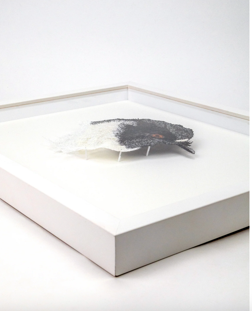 Tomtit (miromiro) 3D Thread Sculpture.