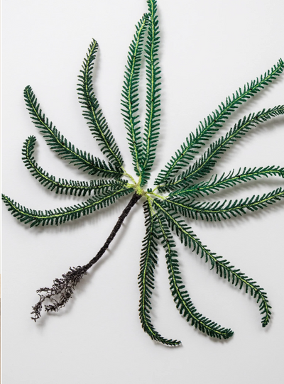 Umbrella Fern 3D Thread Sculpture.