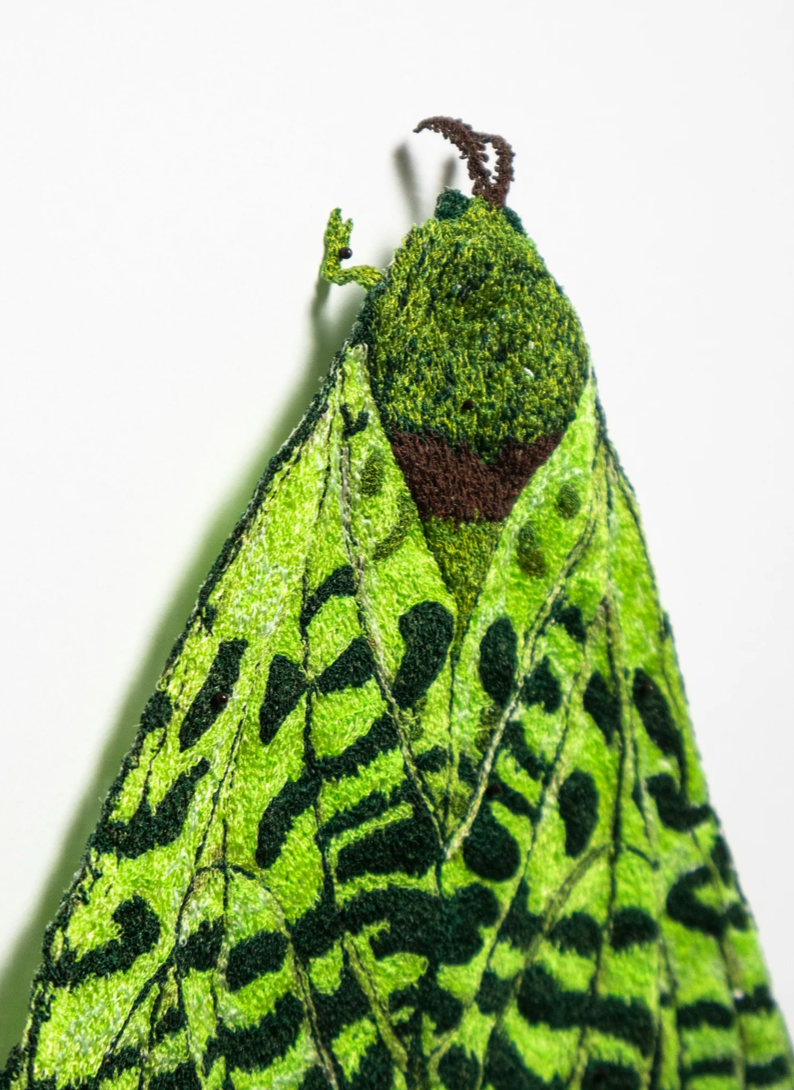 Puriri Moth 3D Thread Sculpture #3.