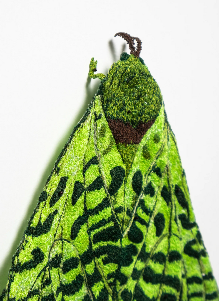 Puriri Moth 3D Thread Sculpture #3.