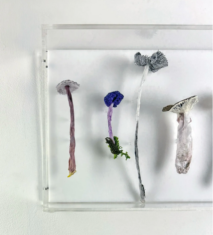 Fungi of New Zealand 3D Thread Sculpture #7.