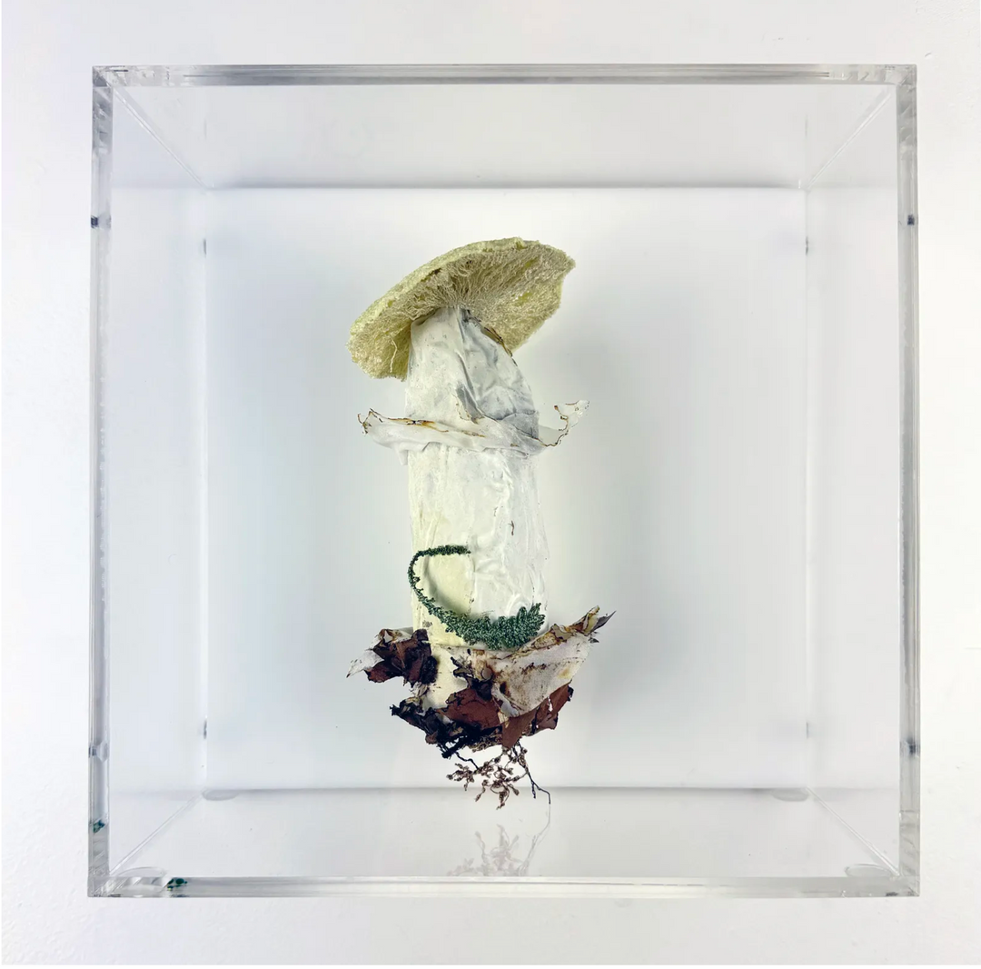 Deathcap Fungi 3D Thread Sculpture #6.