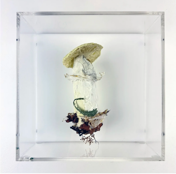 Deathcap Fungi 3D Thread Sculpture #6.