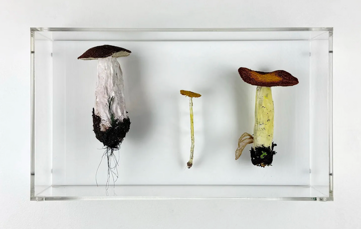 Fungi of New Zealand 3D Thread Sculpture #10.