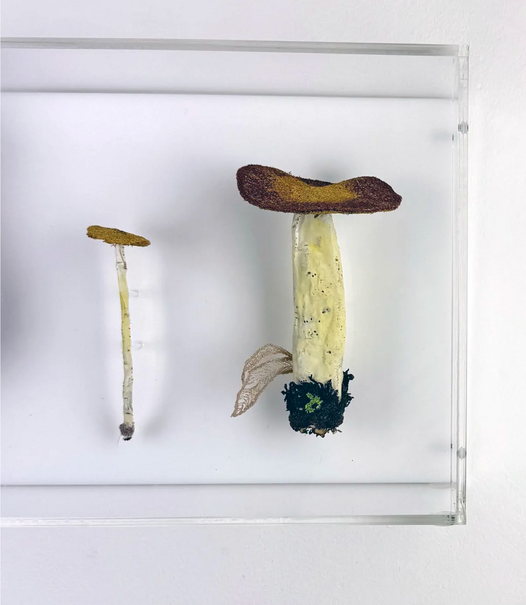Fungi of New Zealand 3D Thread Sculpture #10.
