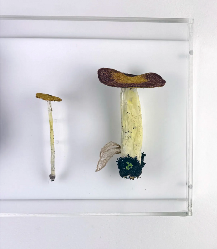 Fungi of New Zealand 3D Thread Sculpture #10.