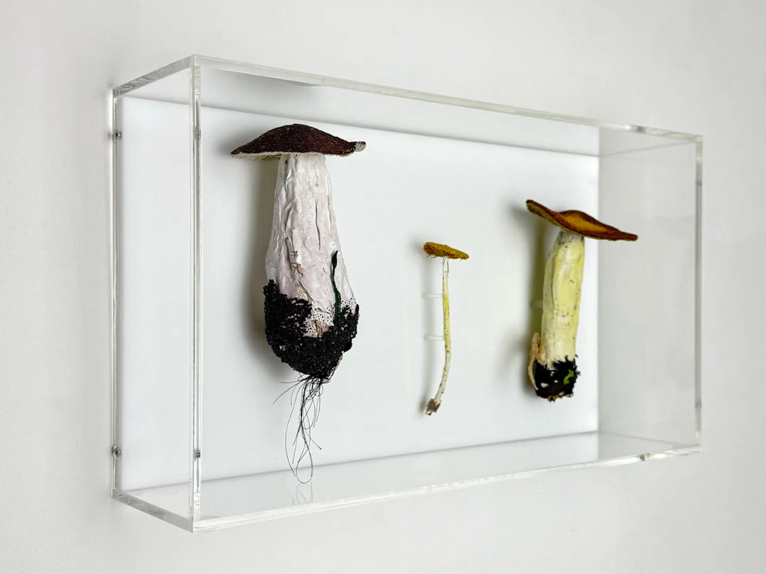 Fungi of New Zealand 3D Thread Sculpture #10.