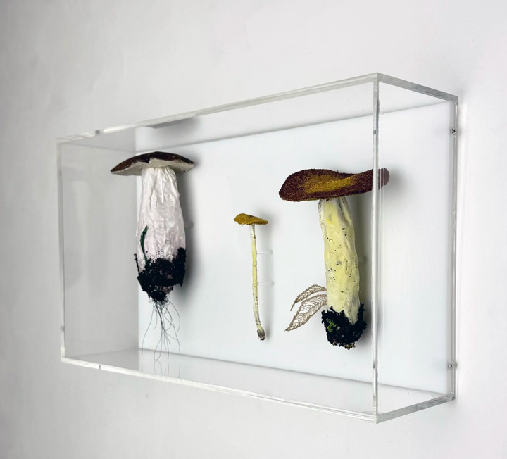 Fungi of New Zealand 3D Thread Sculpture #10.