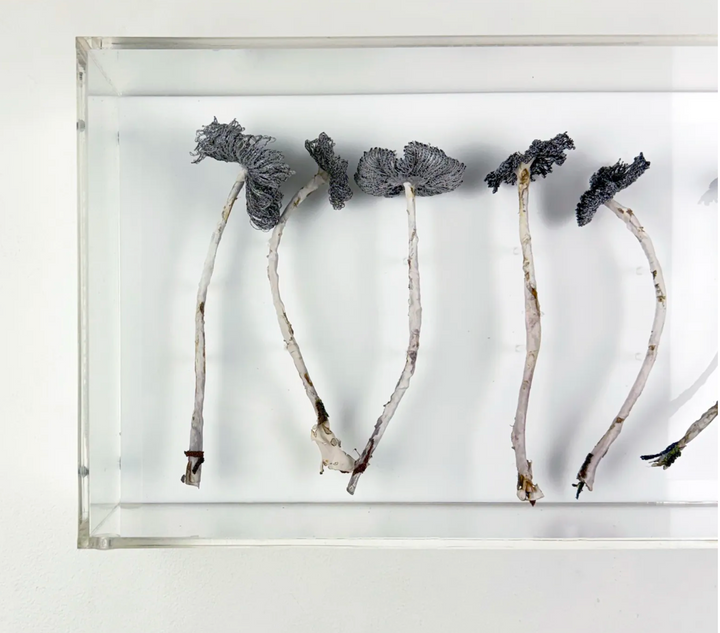 Inkcap Fungi 3D Thread Sculpture #3.