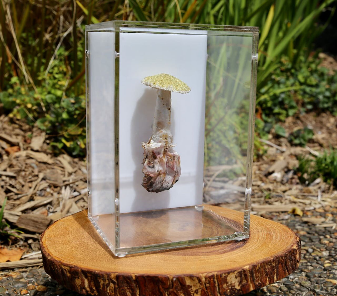 Deathcap Fungi 3D Thread Sculpture #10.