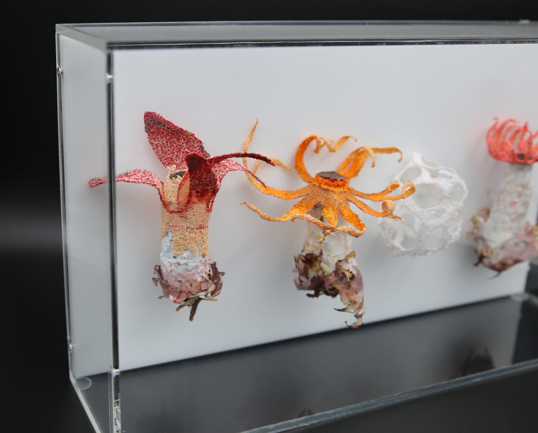 Stinkhorn fungi of New Zealand 3D Thread Sculpture.