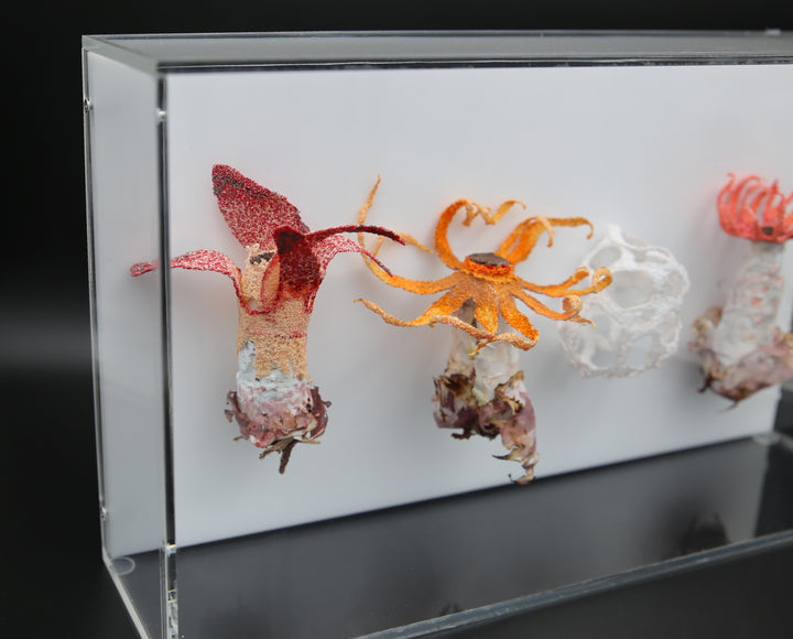 Stinkhorn fungi of New Zealand 3D Thread Sculpture.