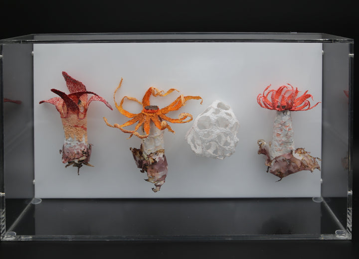 Stinkhorn fungi of New Zealand 3D Thread Sculpture.