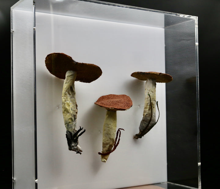 Dotted-stalked Suillus fungi 3D Thread Sculpture. #2