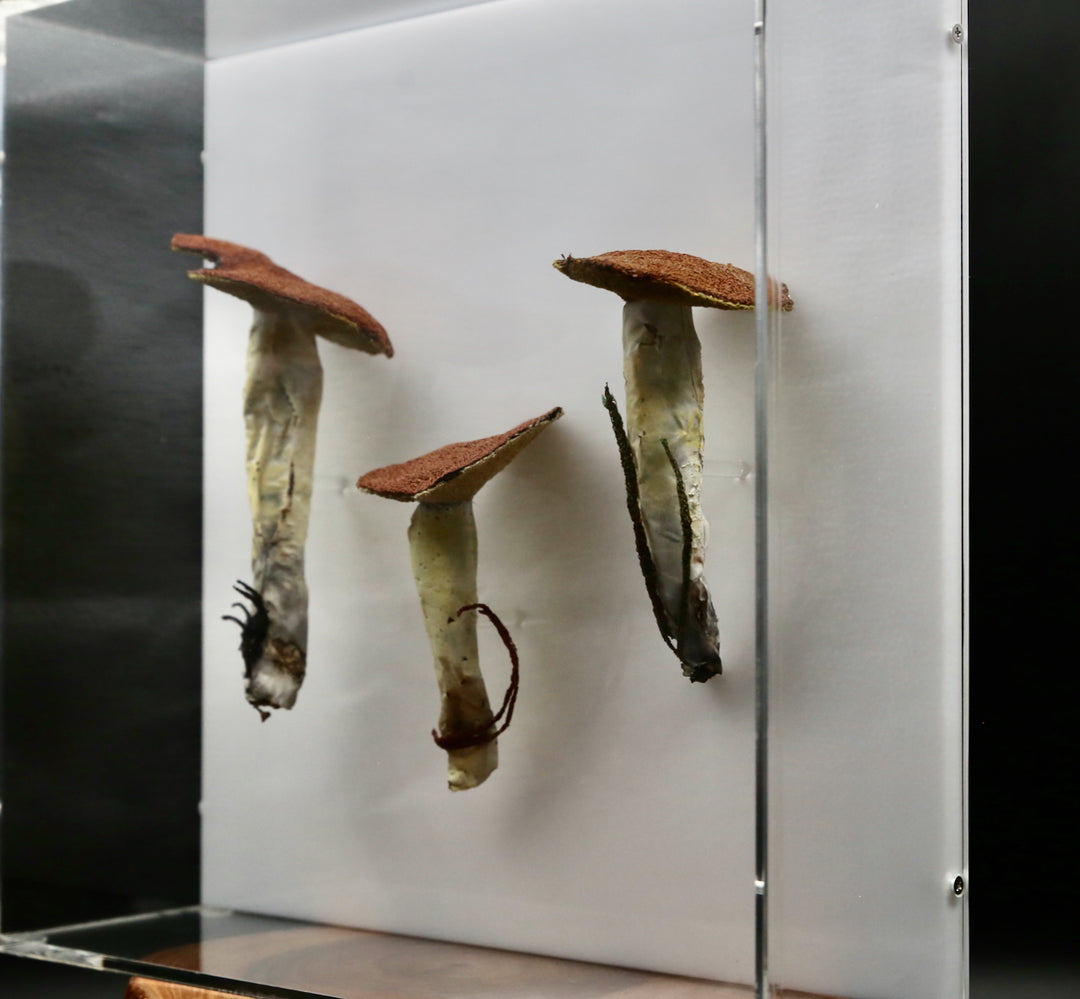 Dotted-stalked Suillus fungi 3D Thread Sculpture. #2