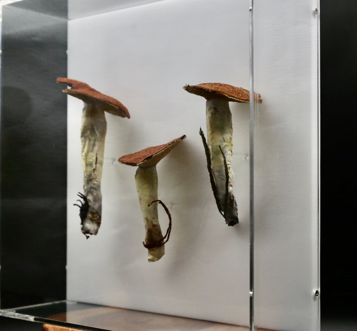 Dotted-stalked Suillus fungi 3D Thread Sculpture. #2