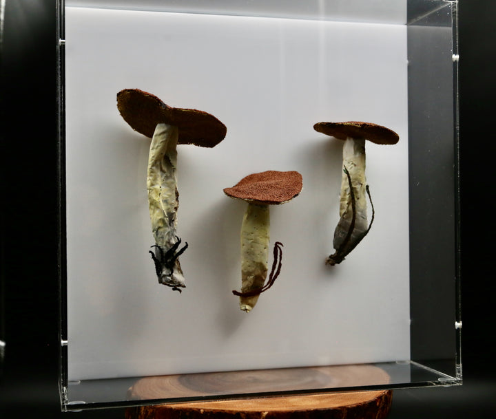 Dotted-stalked Suillus fungi 3D Thread Sculpture. #2