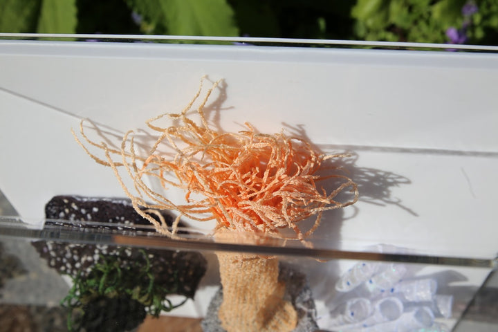 NZ Under the Sea 3d thread sculpture. #2