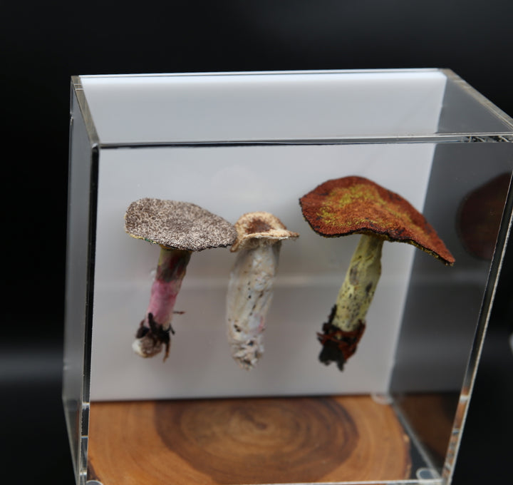 Fungi of New Zealand 3D Thread Sculpture #19.