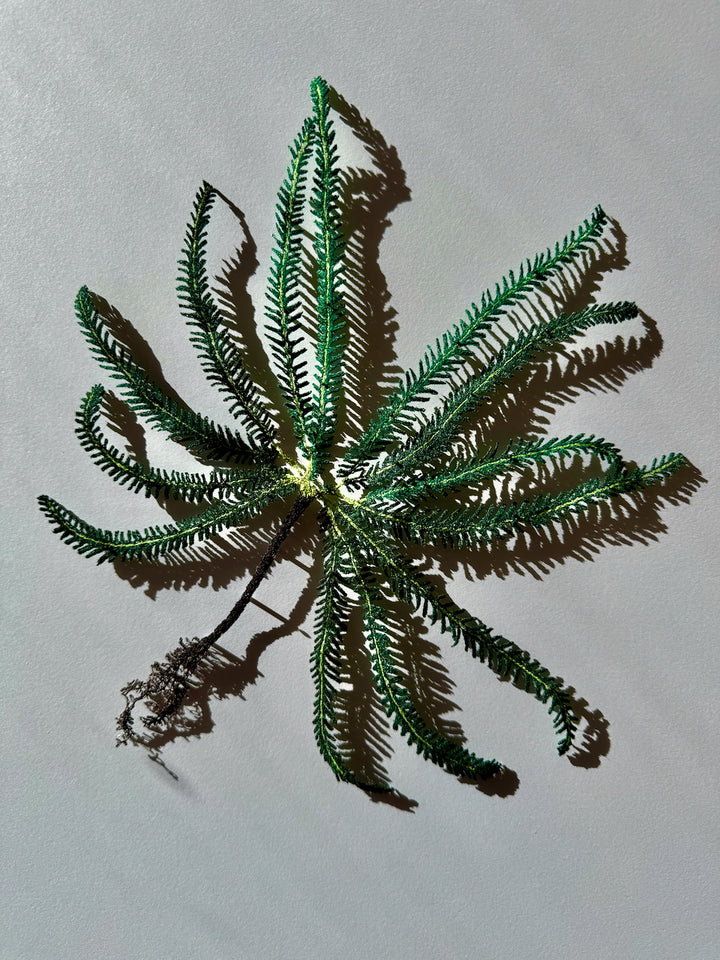 Umbrella Fern 3D Thread Sculpture.
