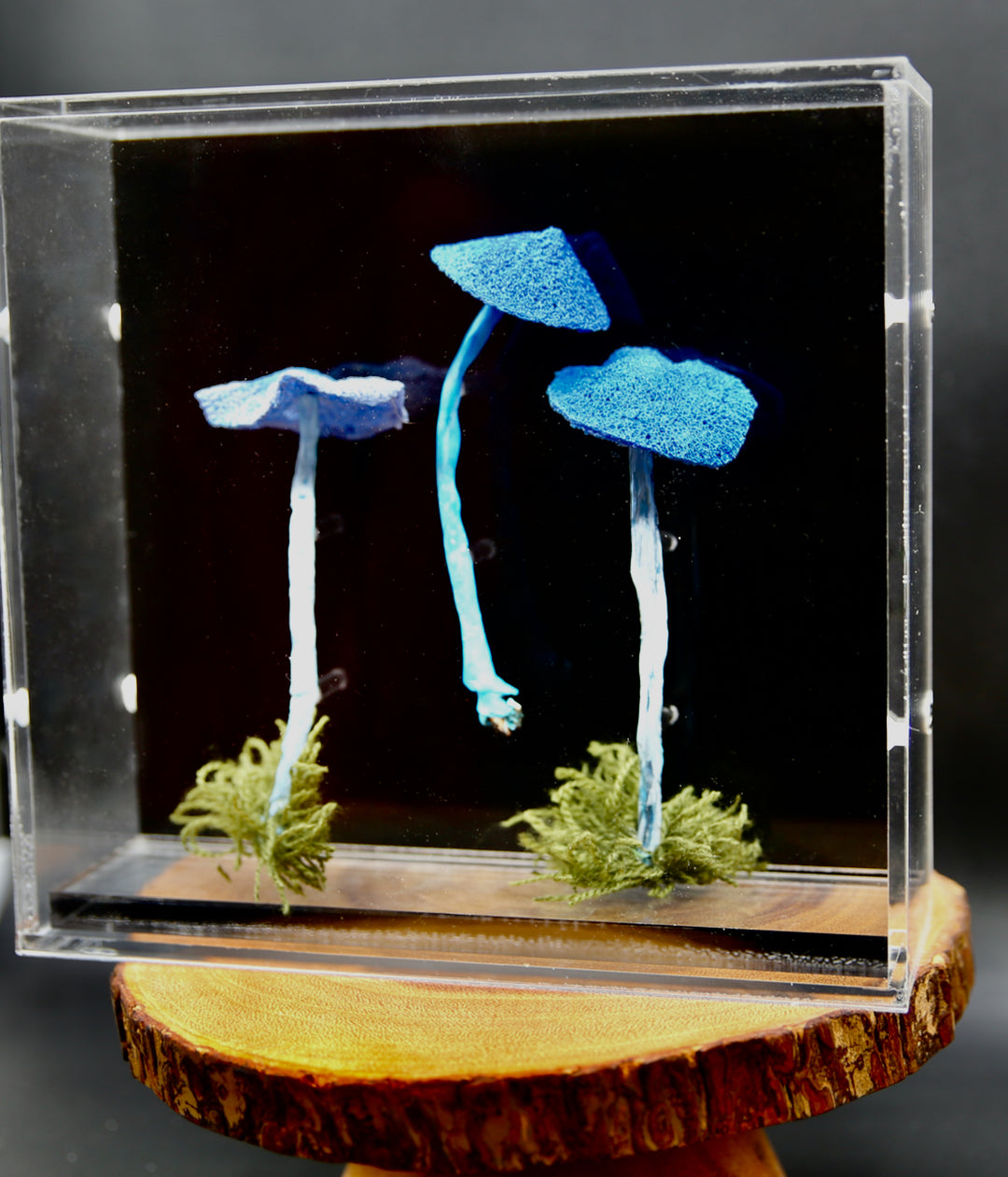 Werewere Kokako Fungi 3D Thread Sculpture #5.