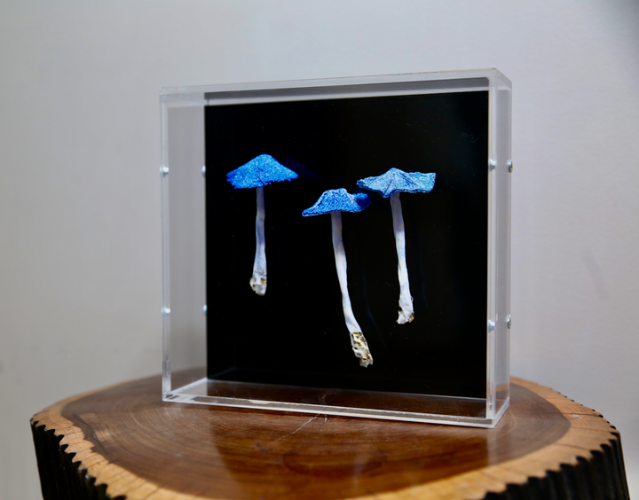 Werewere Kokako Fungi 3D Thread Sculpture #1.