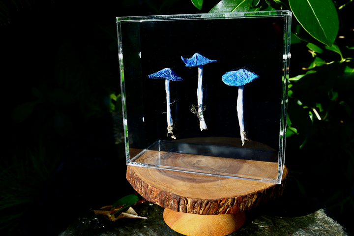 Werewere Kokako Fungi 3D Thread Sculpture. #2.