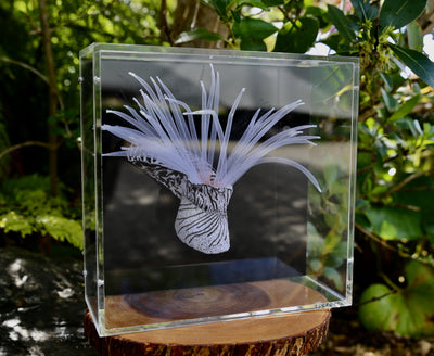 Zebra striped sea anemone 3d thread sculpture.