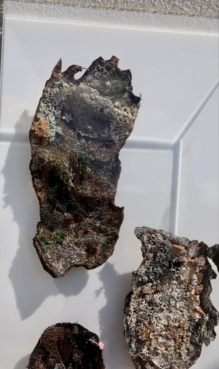 NZ Bark species. 3D Thread Sculpture.