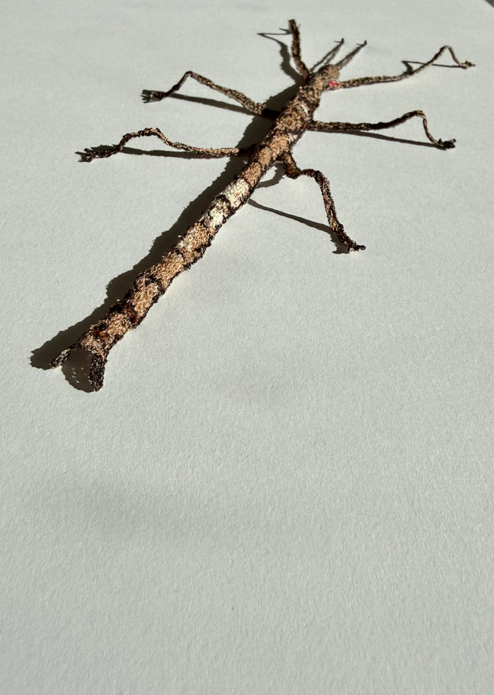 Smooth stick insect 3D Thread Sculpture