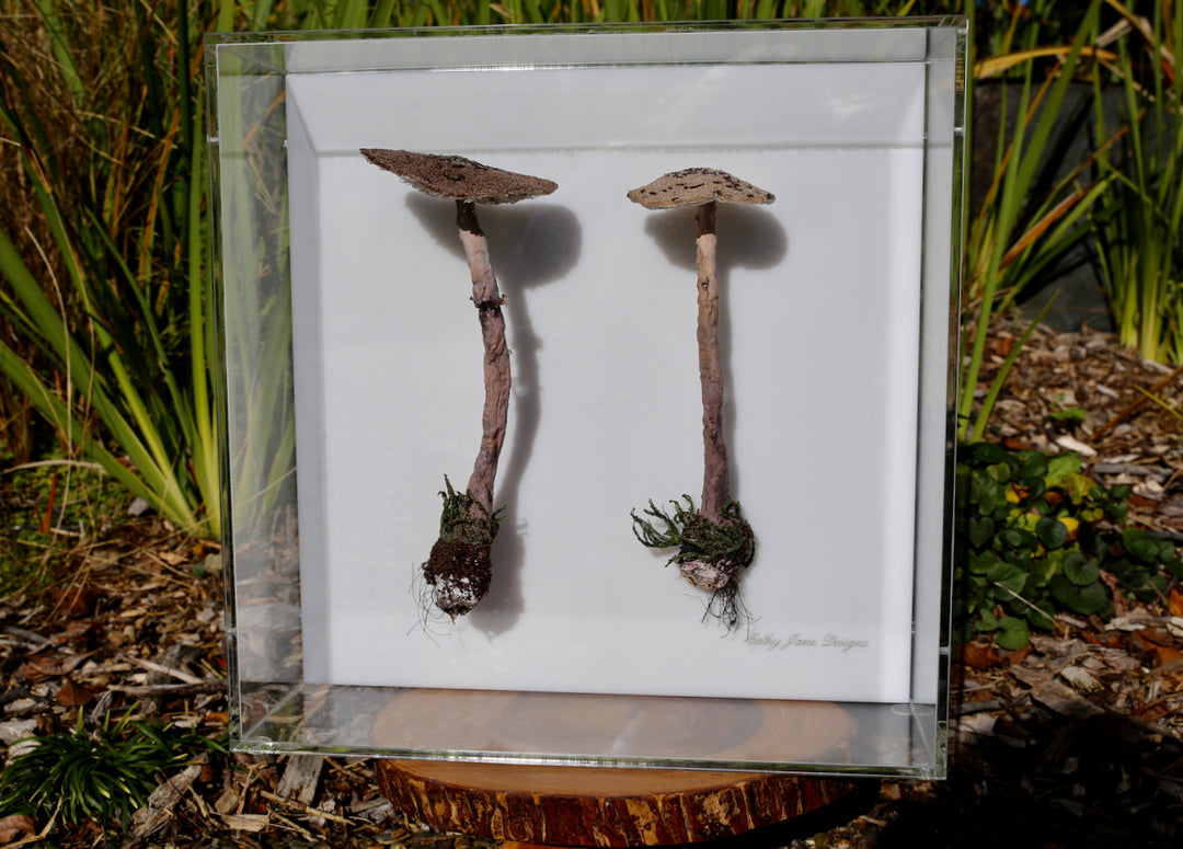 Graceful Parasol fungi of New Zealand 3D Thread Sculpture.